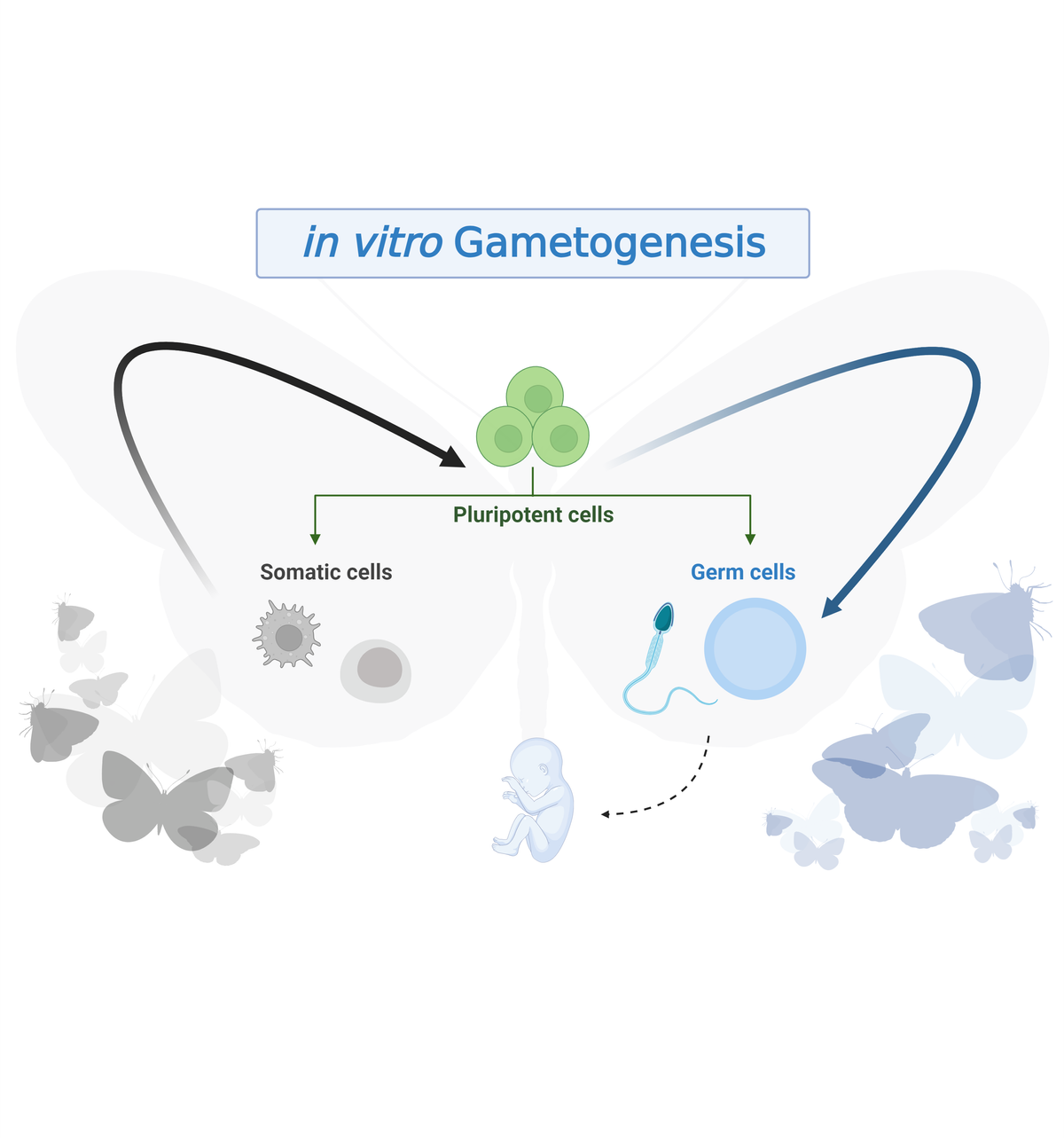 In vitro Gametogenesis: The Next Frontier  in Human Health Biotechnology